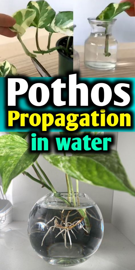 Pothos propagation in water How To Root Pothos In Water, Pathos Propagation Water, How To Propagate Golden Pothos, Pothos Water Propagation, Water Propagation Fertilizer, How To Propagate Pothos In Water, Pothos Cuttings In Water, Pothos In Water Vase, Pothos Propagation Water