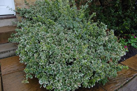 Aucuba Japonica, Euonymus Fortunei, Mailbox Landscaping, Bushes And Shrubs, Shade Tolerant Plants, Garden Hedges, Planting Plan, Sloped Garden, Evergreen Plants