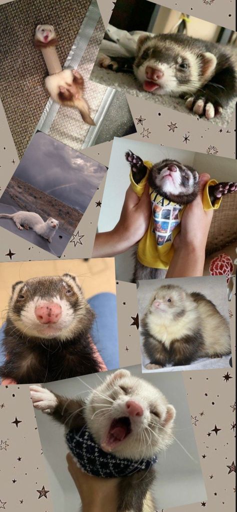 Cute Ferret Pictures, Ferret Wallpaper Aesthetic, Ferrets Wallpaper, Ferret Wallpaper Iphone, Ferret Wallpaper, Ferret Aesthetic, Cute Ferrets Aesthetic, Cute Ferrets Wallpaper, Ferret Astethic