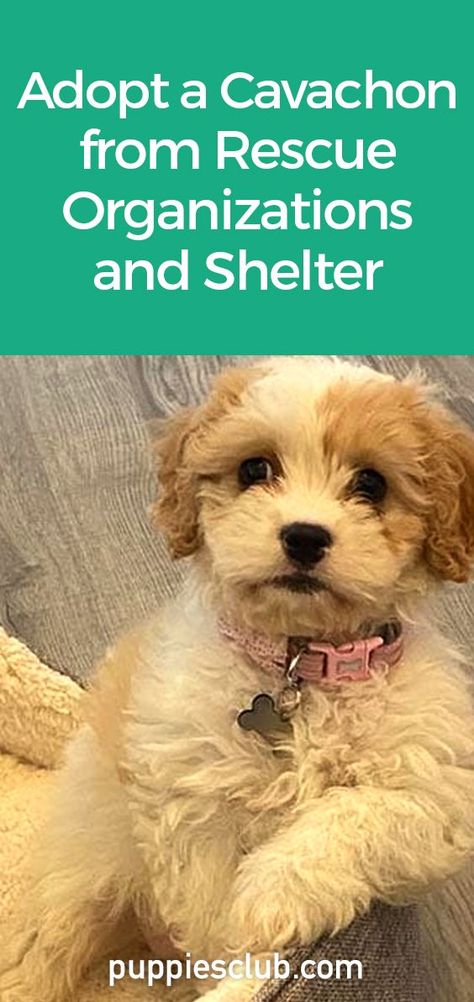 Adopt-a-Cavachon-From-Rescue-Organizations-And-Shelter Rescue Dogs For Adoption, Cavachon Dog, Puppy Mix, Top Dog Breeds, Cavachon Puppies, Dog Wellness, Adopting A Dog, King Charles Cavalier Spaniel Puppy, Dog Facts