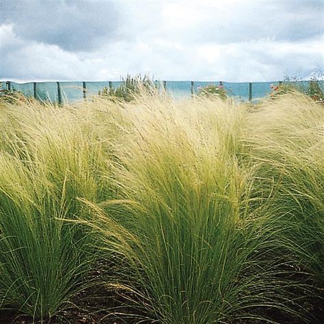 Pony Tails ColorGrass® Stipa Ornamental Grasses For Shade, Waterwise Landscaping, Mexican Feather Grass, Evergreen Landscape, Shade Grass, Ornamental Grass, Pony Tails, Grasses Landscaping, Grasses Garden