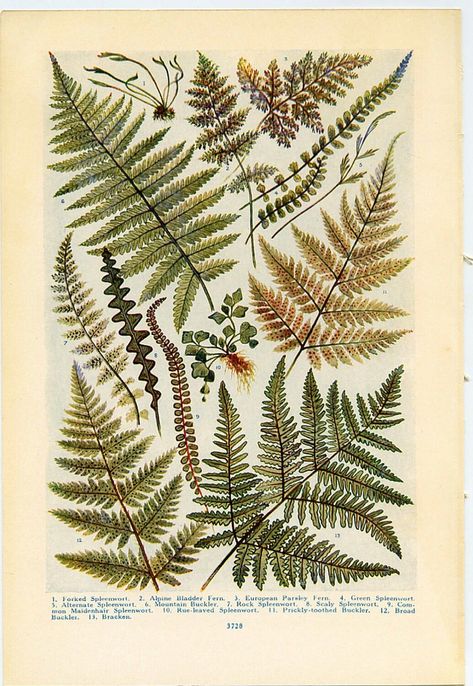 Fern Prints, Framed Flower Art, Botanisk Illustration, Botanical Illustration Vintage, Botanical Tattoo, Vintage Botanical Prints, Pressed Flower Art, Scientific Illustration, Plant Illustration