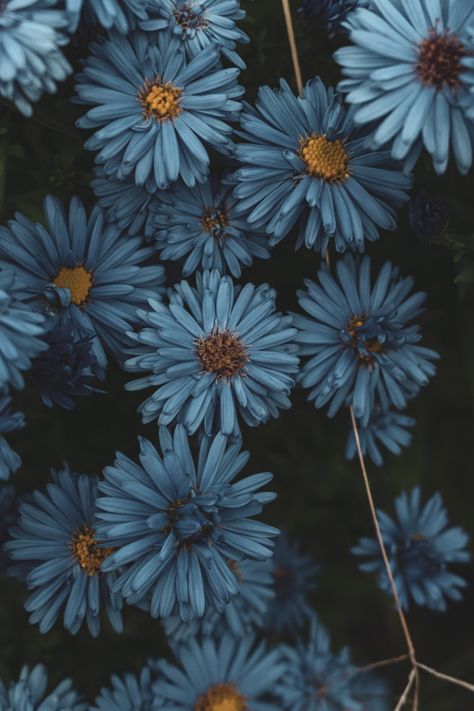 #mood #autumn Navy Fall Aesthetic, Blue Autumn Wallpaper, Light Blue Fall Aesthetic, Navy Blue And Brown Aesthetic, Navy Blue Flowers Aesthetic, Navy Phone Wallpaper, Dark Blue And Yellow Aesthetic, Fall Aesthetic Blue, Blue Autumn Aesthetic