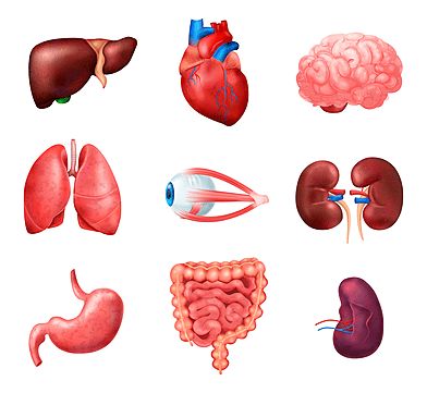 manusia,lambang,berkenaan dgn pencernaan,ilmu,mata,usus,vektor,sehat,dalam,dengan,koleksi,obat,diagram,paru-paru,ikon,biologi,otak,pria,intern,hati,jantung,ilustrasi,realistis,struktur,pencernaan,ilmu urai,darah,sistem,pankreas,obyek,kandung kemih,medis,dekoratif,organ,biologis,pembuluh darah,tubuh,limpa,ginjal,perut,anatomis,kesehatan,fisiologi,rancangan,simbol,elemen,pendidikan,pernapasan,konsep,set Human Internal Organs, Organs Anatomy, Types Of Diseases, Minnie Mouse Images, Internal Organs, Icon Set Vector, Digital Artists, Lungs, Icon Set