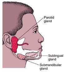 Parotid Gland Swelling, Salivary Gland Infection, Salivary Gland Stone, Parotid Gland, Ear Nose And Throat, Dental Hygiene School, Salivary Gland, Sjogrens Syndrome, Medical School Studying