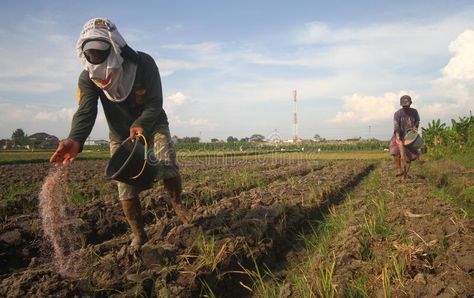 Farmer throwing fertilizer. Farmer throw a fertilizer to their farm in solo, cen , #ad, #fertilizer, #throw, #Farmer, #throwing, #farm #ad Photography Jobs, Central Java, Graphic Design Photography, Bradley Mountain, Java, Design Photography, Stock Images Free, Farmer, Photo Image