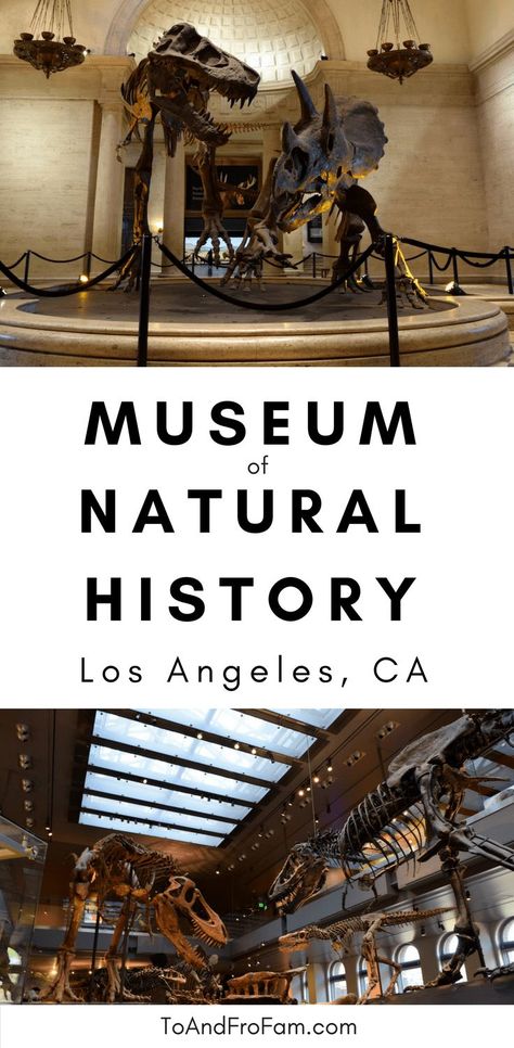 What To Do In La, Childrens Museum Exhibits, Dinosaur History, Dinosaur Museum, Los Angeles Museum, Outdoor Play Areas, West Coast Road Trip, Museum Of Natural History, Dinosaur Bones