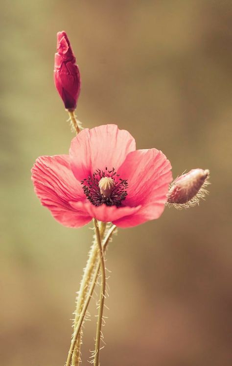 Decor Garden Ideas, Poppy Photography, Outdoor Decor Ideas, Landscaping Ideas On A Budget, Budget Decor, Aesthetic Garden, Thistle Flower, Garden Aesthetic, Pink Poppies