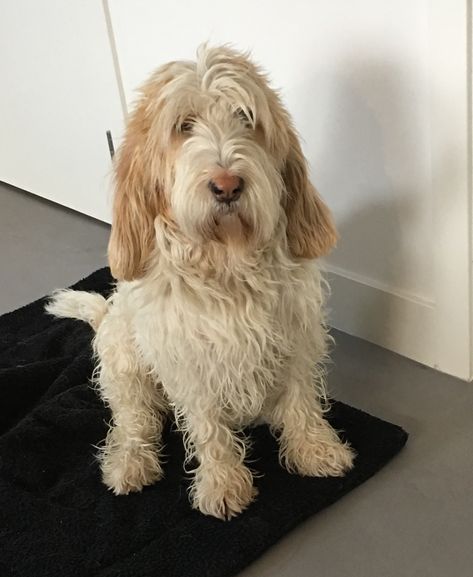 Grand Basset Griffon Vendeen, Basset Griffon Vendeen, Basset Dog, Basset Griffon, Petit Basset Griffon Vendeen, Huge Dogs, Bassett Hound, Dog Nose, Animal Magic