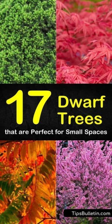 Ornamental Trees Landscaping, Types Of Trees, Trees For Front Yard, Tattoo Plant, Landscaping Trees, Specimen Trees, Potted Trees, Ornamental Trees, Garden Trees