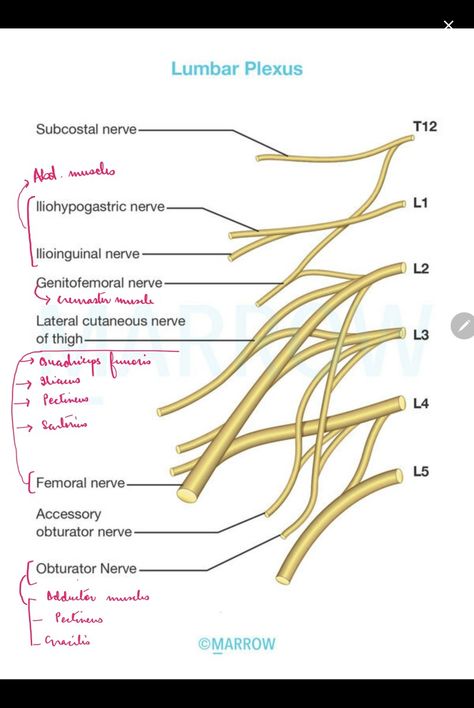 Lumbar Plexus, Nursing School Essential, Medical Student Study, Fun School, Nursing School Tips, Lower Limb, Trigger Point, Medical School Essentials, Medical Anatomy