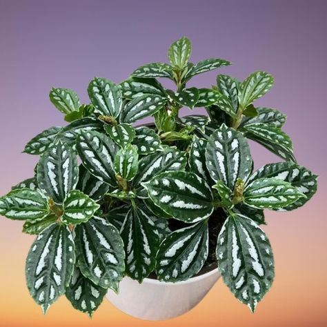 Pilea cadierei (Aluminium Plant) Care, Propagation and Growing Problems Pilea Plant Care, Pilea Plant, Bright Indirect Light, Rooting Hormone, Cool Mist Humidifier, Evergreen Plants, Green Oval, Root System, Liquid Fertilizer