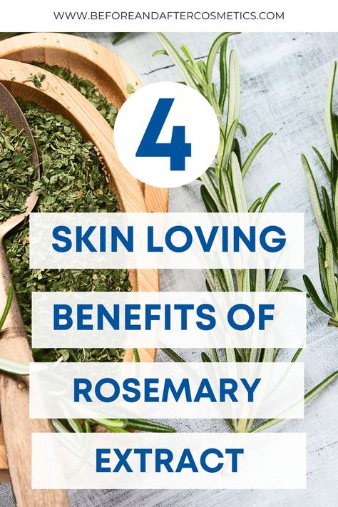 Rich in nutrients including iron, calcium, vitamins, and antioxidants thus making it an effective skincare ingredient you all should look out for. Rosemary extract’s antioxidant and antibacterial properties make it your go-to ingredient when dealing with acne. The whole plant extract itself showed the promising result to reduce inflammation associated with acne breakouts as it directly fights the bacteria causing acne. Rosemary For Skin, Benefits Of Rosemary, Master Tonic, Rosemary Extract, Eco Friendly Beauty, Calcium Vitamins, Natural Antibiotics, Acne Breakout, Best Skincare Products