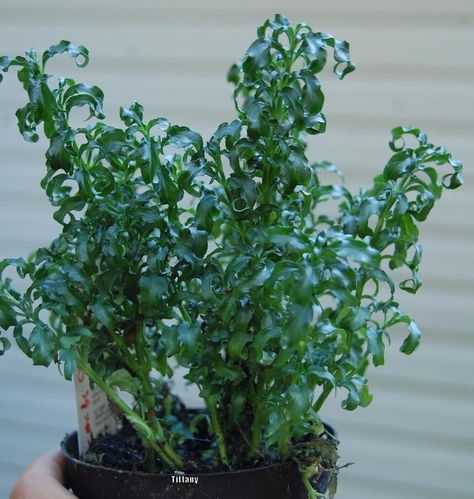 Plant database entry for Alternanthera ficoidea 'Christmas Tree' with one image and 25 data details. Alternanthera Ficoidea, Christmas Tree Plant, Evergreen Flowers, Plant Room, Light Garden, Indoor Plant Care, Plant Information, Small Christmas Trees, Room With Plants