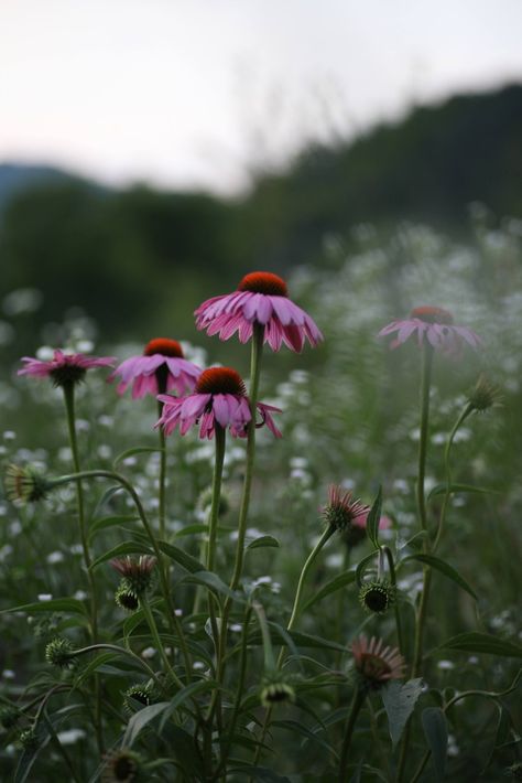 Echinacea Aesthetic, Tarot Painting, Summertime Flowers, Whimsical Cottagecore, Bujo Themes, Witch's Garden, Witch Garden, Garden Whimsy, Galaxy Pictures