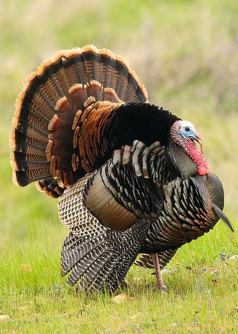 Wild gobbler Turkey Reference, Turkey Pictures, Turkey Bird, Turkey Art, Animal Reference, Turkey Hunting, Wild Turkey, Spirit Animals, Game Birds