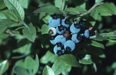 How to Grow Blueberry Bushes in Partial Shade Blueberry Varieties, Grapevine Growing, Growing Blueberries, Black Walnut Tree, When To Plant Vegetables, Blueberry Plant, Berry Bushes, Blueberry Bushes, Fall Garden Vegetables