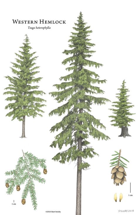 Introducing vertical grain WESTERN HEMLOCK: a well designed, economical option for modern interior wall and ceiling cladding. - reSAWN TIMBER co. Western Hemlock, Pine Tree Drawing, Types Of Trees, Pine Tree Art, Tree Drawings Pencil, Whispering Pines, Watercolor Tree, Tree Illustration, Evergreen Trees