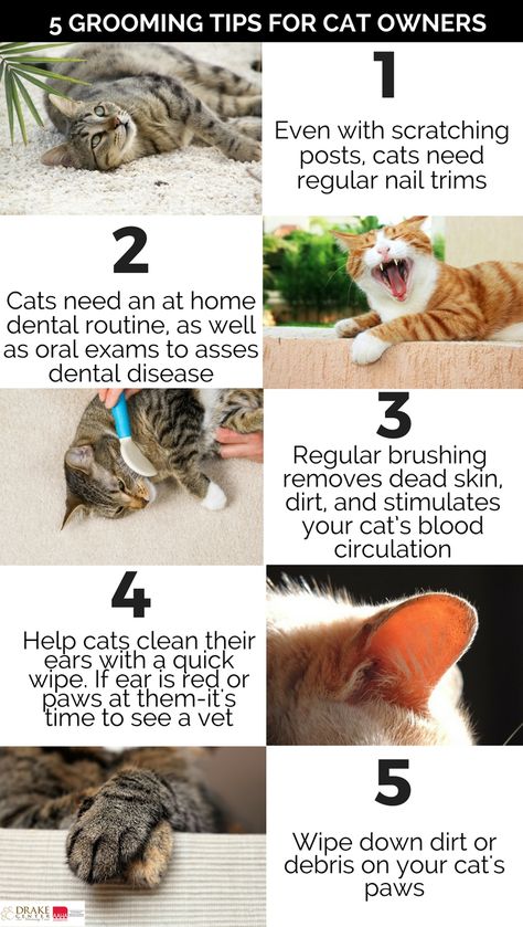 Cat Owner Hacks, Dental Routine, Service Cat, First Time Cat Owner, Cat Advice, Cat Cleaning, 2 Cats, Cat Hacks, Cat Info