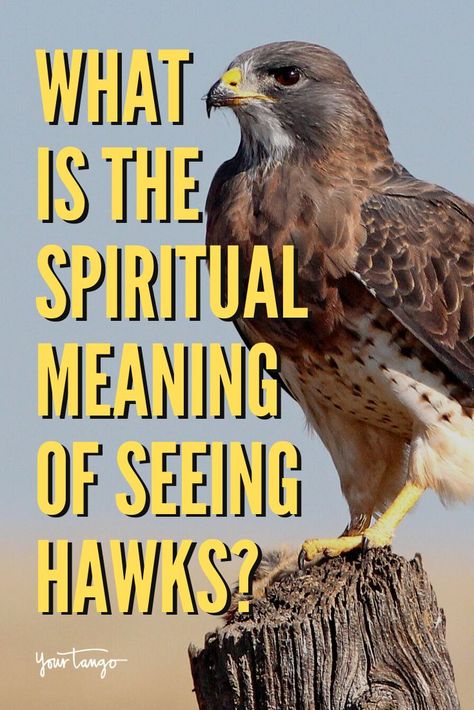 Hawk Symbolism: The Spiritual Meaning Of Seeing Hawks | YourTango #spirituality Hawks Spiritual Meaning, Hawk Meaning Seeing A, Red Tail Hawk Meaning, Spiritual Meaning Of Hawk, Seeing Hawks Meaning, Hawk Quotes Inspirational, Hawk Memorial Tattoo, Seeing A Hawk Meaning, Cooper Hawk Tattoo