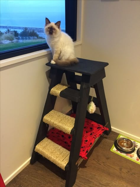 Cat Ladder Diy, Cat Platform, Cat Room Diy, Kat Haken, Katt Grejer, Cat Ladder, Happy And Content, Cat Tree Scratching Post, Viewing Platform