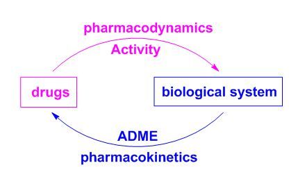 PharmacoDynamics = DRUG; drugs don't cause an effect, they bind to receptor sites and this produces an observable chain of events (most receptor sites are proteins) Pharmacokinetics = ADME Pathophysiology Nursing, Nervous System Anatomy, College Nursing, Pharmacy School, Pharmacology Nursing, Tech Info, Nursing Notes, Pharmacology, Risk Management