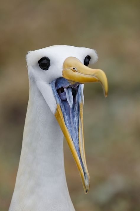 Close Up, Birds