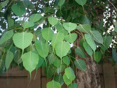 the leaves of the Pipal/Peepal tree Ficus Religiosa, Peepal Tree, Fig Plant, Sacred Tree, Bodhi Tree, Live Tree, Tree Seeds, Evergreen Trees, Fig Tree