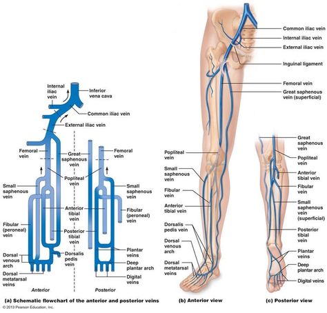 Lower Limb Arteries, Venous System, Arteries Anatomy, Cardiac Sonography, Medical Terminology Study, Vascular Ultrasound, Diagnostic Medical Sonography, Medical Student Study, Medical Laboratory Science