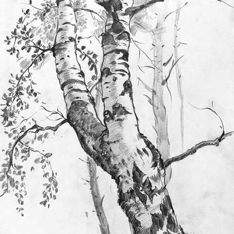 자작나무 그림, Tre Kunst, Pencil Tree, Landscape Pencil Drawings, Tree Drawings Pencil, Beauty Culture, Nature Sketch, Tree Sketches, Landscape Sketch