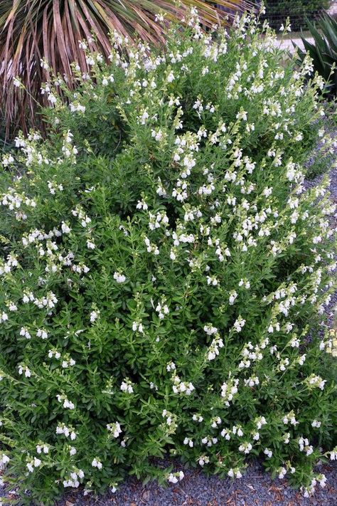 Image of Salvia greggii 'Texas Wedding' Salvia Greggii, Salvia Plants, Texas Sage, Texas Landscaping, Low Water Landscaping, Texas Native Plants, Texas Gardening, Cottage Garden Plants, Moon Garden