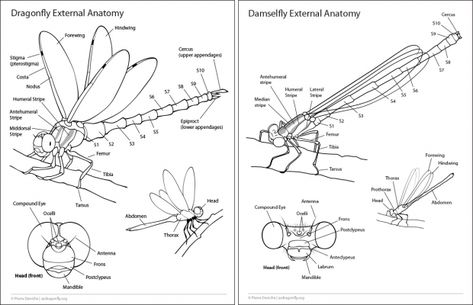 Dragonfly and damselfly external anatomy handout. Dragonfly Anatomy Drawing, Dragonfly Anatomy, Insect Anatomy, Animal Skeleton, Entomology Art, Scientific Drawing, Dragonfly Larvae, Animal Skeletons, Dragonfly Art