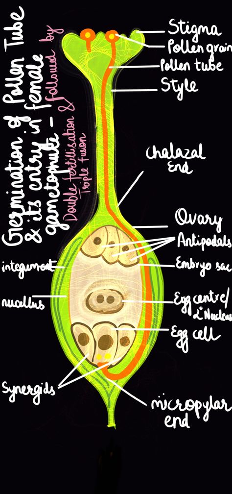 Plant parts and reproduction Summer Health, Healthy Lungs, Blood Sugar Diet, Doctor Advice, Lungs Health, Health And Fitness Magazine, Healthy Diet Tips, Daily Health Tips, Fitness Advice