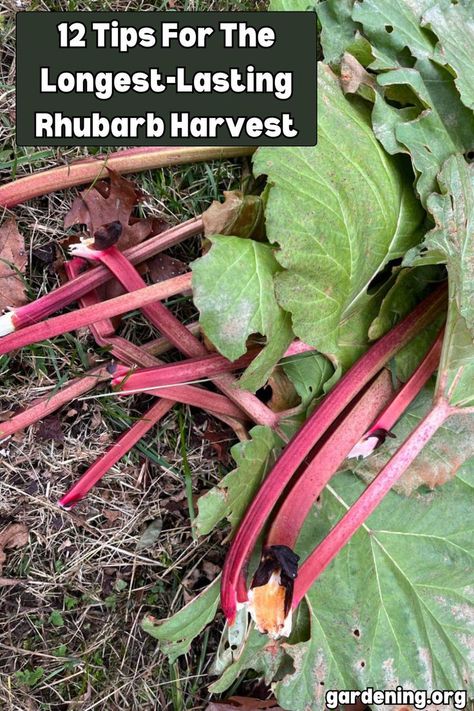 Make the most of your rhubarb harvest with these essential tips for ensuring a prolonged growing season. Get ready to enjoy fresh rhubarb for weeks on end! Rhubarb Water, Fresh Rhubarb, Rhubarb Plants, Companion Gardening, Diy Compost, Canning Food Preservation, Rhubarb Recipes, Plant Diseases, Houseplants Indoor