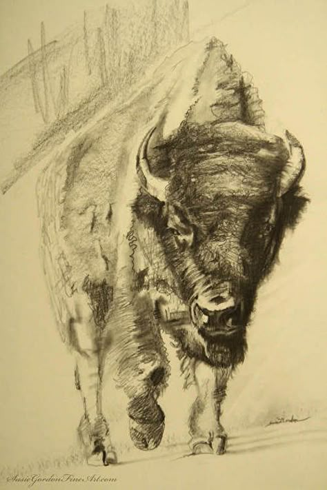 Bison by Susie Gordon Graphite ~  x Bison Drawing, Bison Board, Bison Art, Buffalo Art, Wolf Artwork, American Bison, Animal Artwork, Cowboy Art, Equine Art