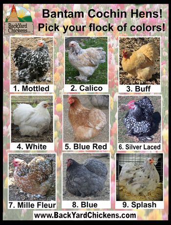 Bantam Cochin Hens ~ http://www.BackYardChickens.com Bantams Chicks, Backyard Chicken Run, Chicken Backyard, Cochin Chickens, Best Laying Chickens, Leghorn Chickens, Laying Chickens Breeds, Best Egg Laying Chickens, Laying Chickens