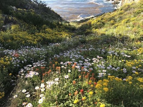 Cottagecore Landscape, Flowers Field, Pretty Aesthetic, Field Of Flowers, Pretty Landscapes, Aesthetic Nature, Howls Moving Castle, Pretty Photos, Nature Aesthetic