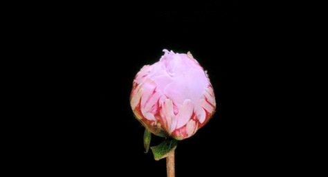 Blooming Peony flower flowers floral gif peonies peony flower pictures Rosé Gif, Flowers Gif, Marina And The Diamonds, Blooming Rose, Wholesale Flowers, Aesthetic Gif, Flower Bud, Blooming Flowers, Pink Peonies