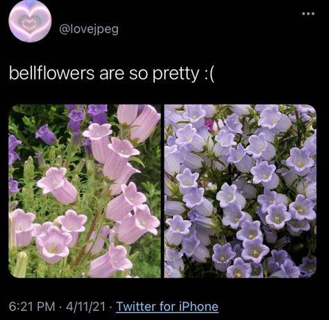 Flower Meanings, Nothing But Flowers, Flower Therapy, Language Of Flowers, Pretty Plants, Plant Mom, Nature Aesthetic, Cool Plants, Flower Pictures