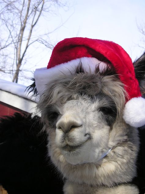 Nature Photography Animals, Llamas With Hats, Alpaca My Bags, Llama Christmas, Alpaca Farm, Cute Alpaca, Llama Alpaca, Cute Llama, Cute Animal Drawings