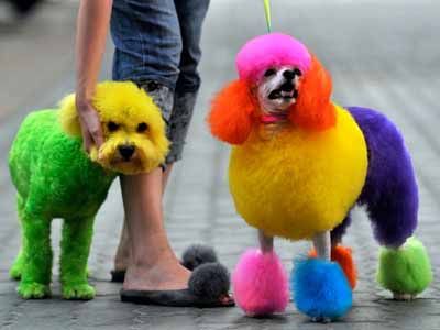 Exceptional Dogs Grooming Design Ideas and Modern Color Trends Animal Motivation, Anjing Poodle, Dog Hair Dye, Motivation Posters, Dog Dye, Hair Of The Dog, Poodle Dogs, Koi Ponds, Koi Art