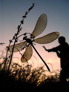 | photographer inspiration | photographer idea | film photography ideas | #Photography #Photographers Dragonfly Tatoos, Dragonfly Silhouette, Dragonfly Quotes, Nature Reference, Dragonfly Photos, Dragon Flys, Photo Rose, Dragonfly Dreams, Slaap Lekker