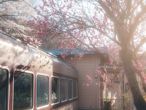 Komorebi Aesthetic, Pink Japanese Aesthetic, Japan Icon, Airport Aesthetic, Japanese Lifestyle, Flowers Aesthetic, Japan Aesthetic, Instagram Travel, Aesthetic Japan