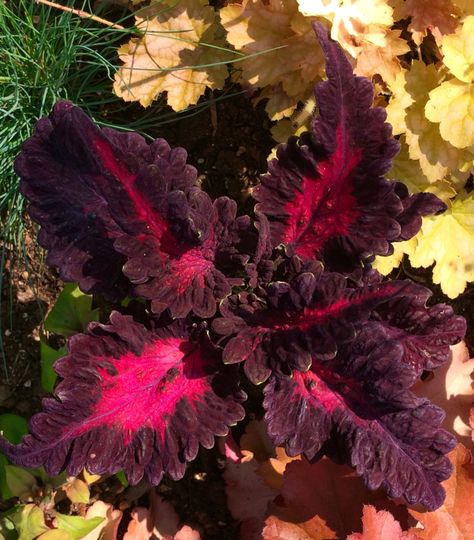 Coleus black dragon. This plant is green in full shade, and purple/ black in semi shade. Here the plant is shown in the full sun in a UK garden in June. Coleus Black Dragon, Coleus Plants, Shady Garden, Purple Plants, Uk Garden, Painted Leaves, Reading Corner, Black Dragon, Shade Plants