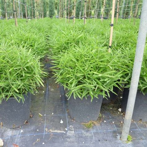 Bamboo – Garden Plants Online Deodar Cedar, Cedrus Deodara, Bamboo Species, Growing Bamboo, Cedar Garden, Hedging Plants, Forest Plants, Bamboo Garden, Banana Tree