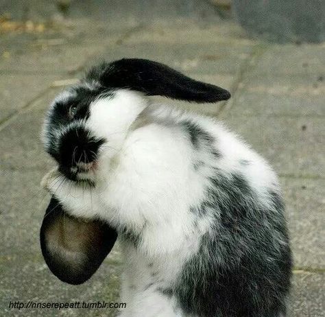 Bunny bath time Bun Bun, Fluffy Bunny, Pet Bunny, Bunny Pictures, Funny Bunnies, Baby Bunnies, Hamsters, White Rabbit