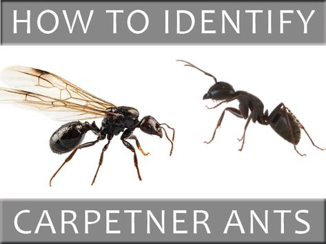 Carpenter ant control can be very difficult and requires an integrated approach involving many techniques, including locating the nest and any satellite nests. Carpenter Ants, Ant Control, Carpenter Ant, The Nest, Pest Control, Ants, Wisconsin