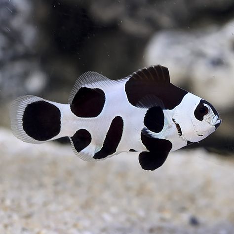 Sea Fish Photography, Black Water Aquarium, Beautiful Fish Ocean Life, Designer Clownfish, Black And White Fish, Clownfish In Anemone, Clownfish Species, Fish Photography, Black Storm Clownfish