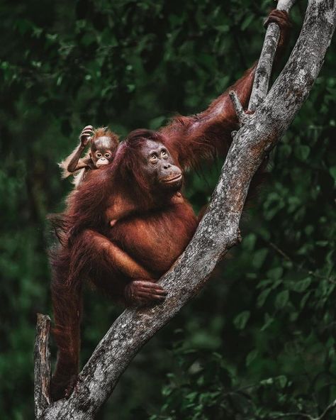 Menjelajahi Taman Nasional Tanjung Puting yang merupakan Suaka Alam dan Suaka Ma... - Menjelajahi Taman Nasional Tanjung Puting yang merupakan Suaka Alam dan Suaka Margasatwa yang ada di hutan tropis Kalimantan Tengah, pasti bakal jadi pengalaman yang super menyenangkan. Karena di sana Sobat Pesona bisa menemukan habitat asli Orang Utan bahkan mengamati kehidupan Orang Utan dari dekat, lho. Liburan berikutnya nanti, ke sini aja, yuk! 📷 : @donalboyd #BersamaJagaIndonesia #DiIndonesiaAja #Wisata Bornean Orangutan, Baby Orangutan, Great Photographers, Primates, Nature Lover, Animal Crossing, Habitat, National Park, National Parks