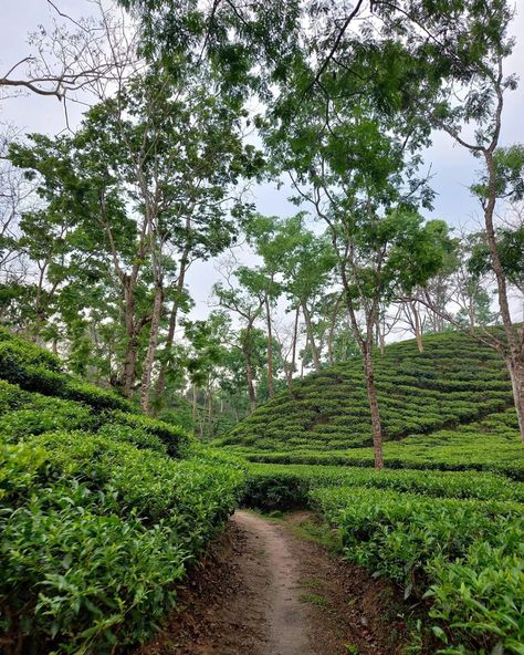 Here we grow tea leaves in bangladesh. Sylhet Tea Garden, Natural Picture, Ooty, Tea Culture, Background Images For Quotes, Tea Garden, Tea Leaves, Background Images, Tea